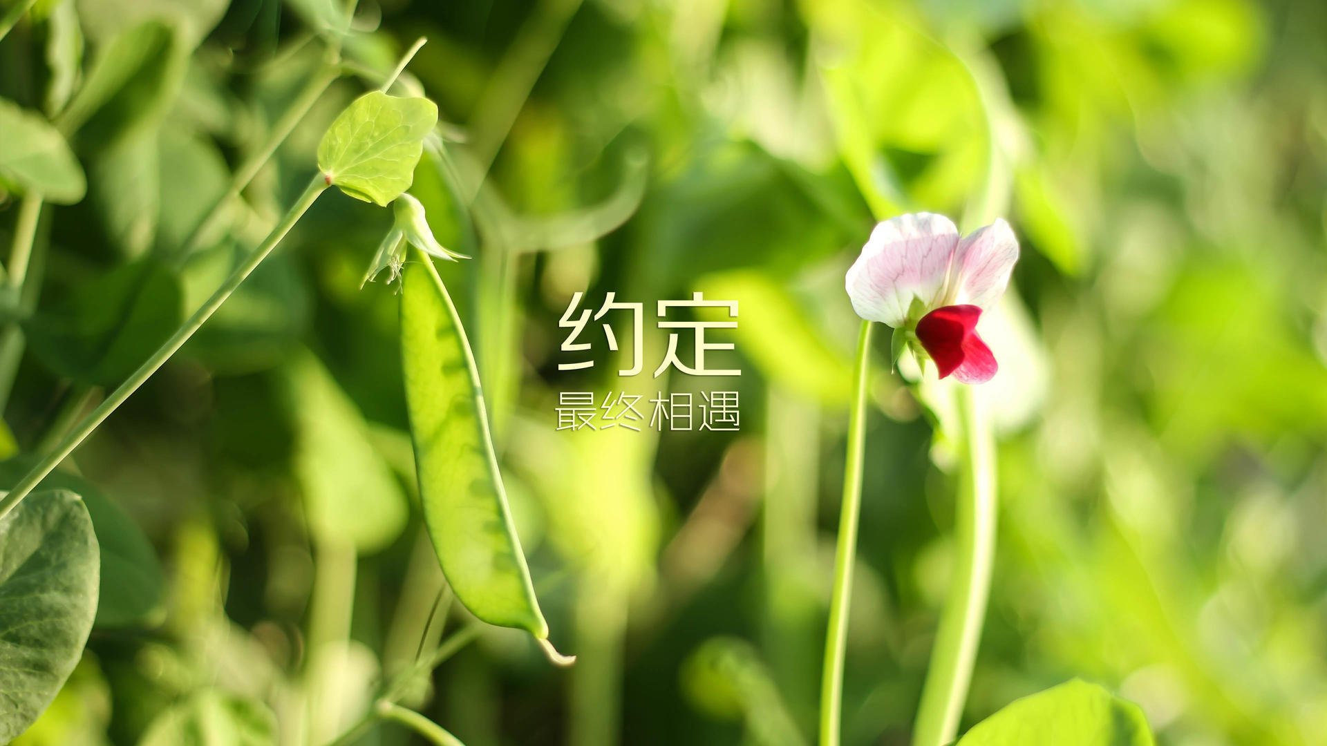 开云APP-女足世界杯公益项目启动，女足世界杯2023 主办国
