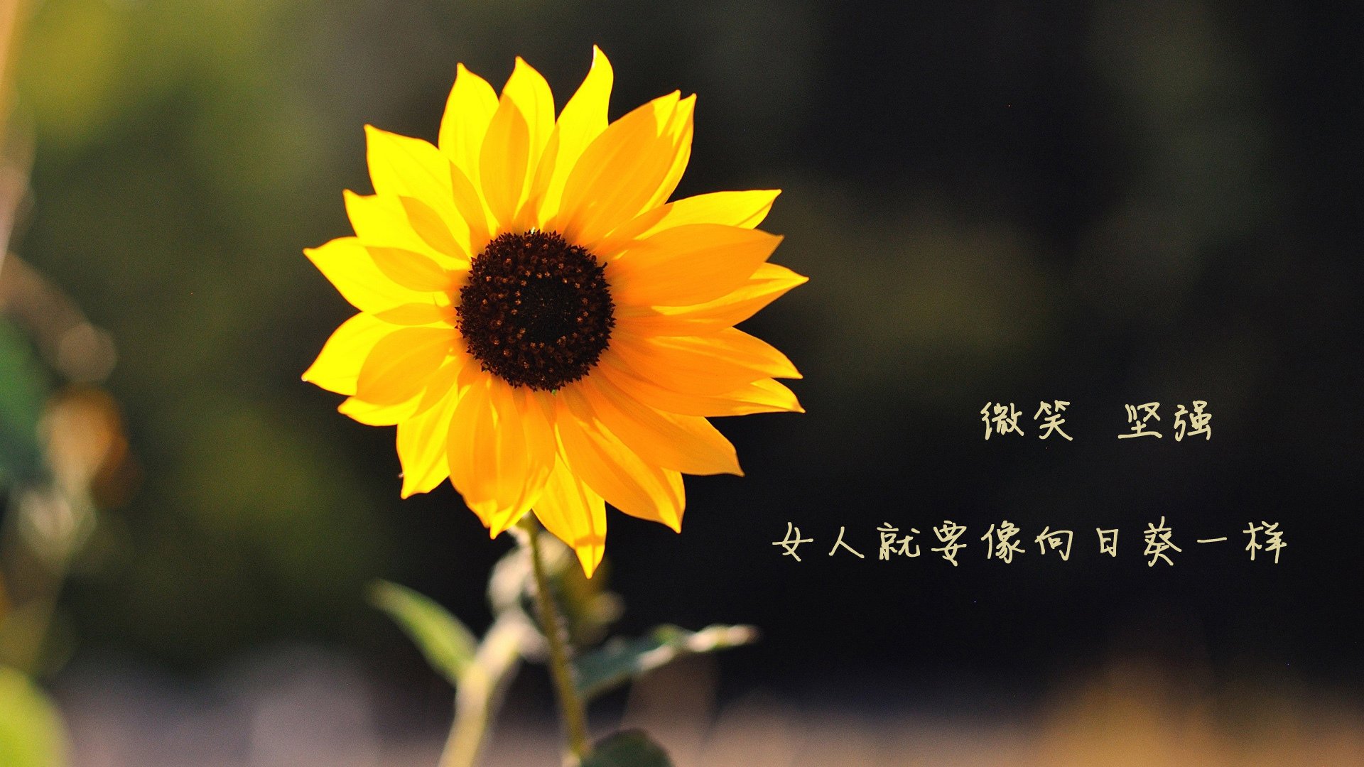 篮球青训投入与产出比，篮球青训队训练计划