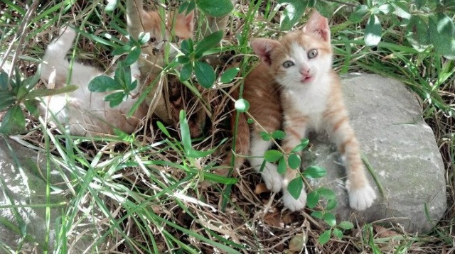 开云下载-体测标准调整推动体育教育改革，教育部关于体测