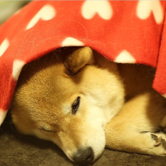 滑板世界杯冠军花落中国，滑板世界赛冠军