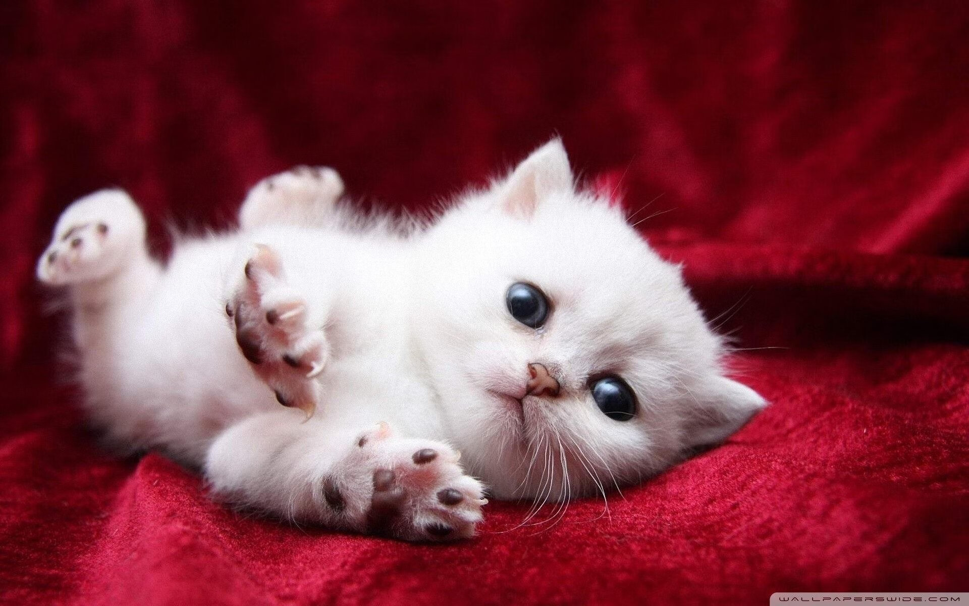 开云中国大陆-“费尔南多·比亚尔巴：阿根廷美洲狮队的进攻指挥官，未来继续闪耀”