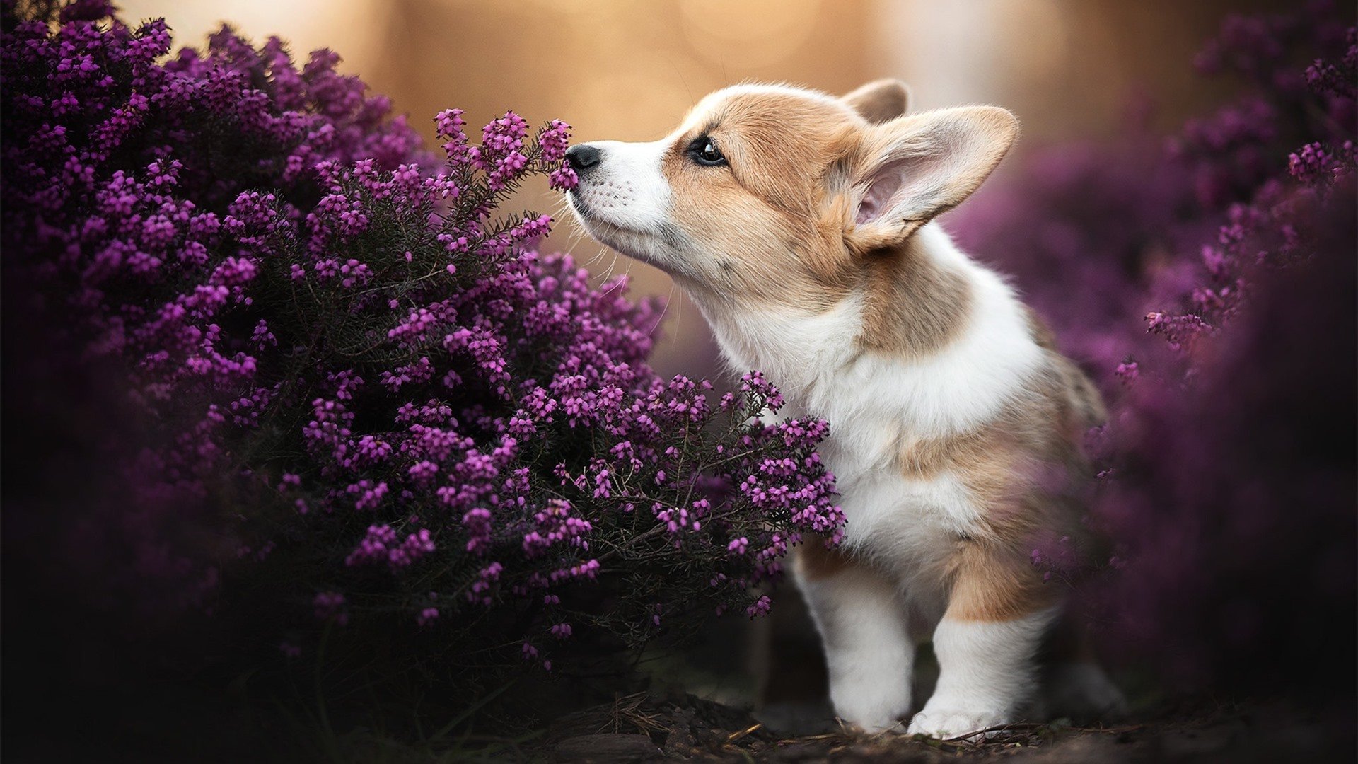 欧洲杯逆转奇迹：战术布置让对方束手无策，欧洲杯逆转经典