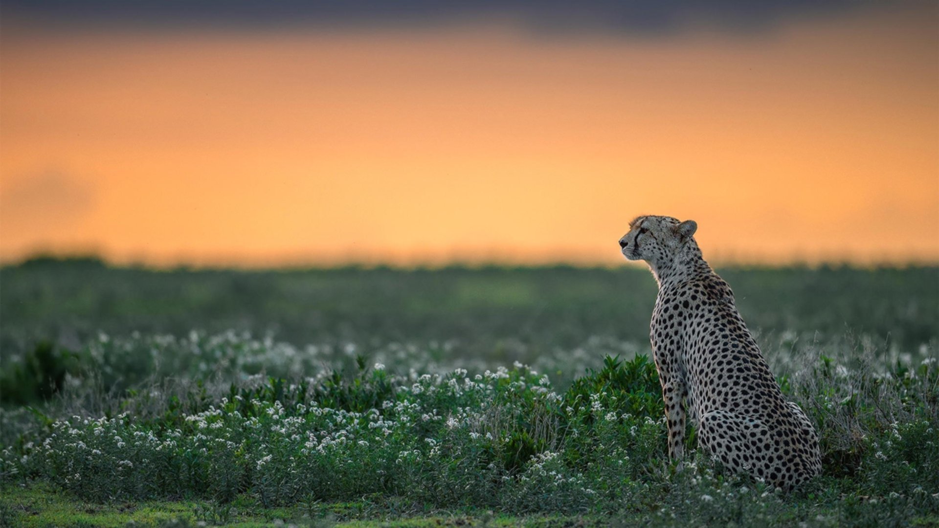 Kaiyun官方登录入口-澳大利亚橄榄球队的国际赛事表现稳步提升，迎接全球挑战，澳大利亚橄榄球比赛时间