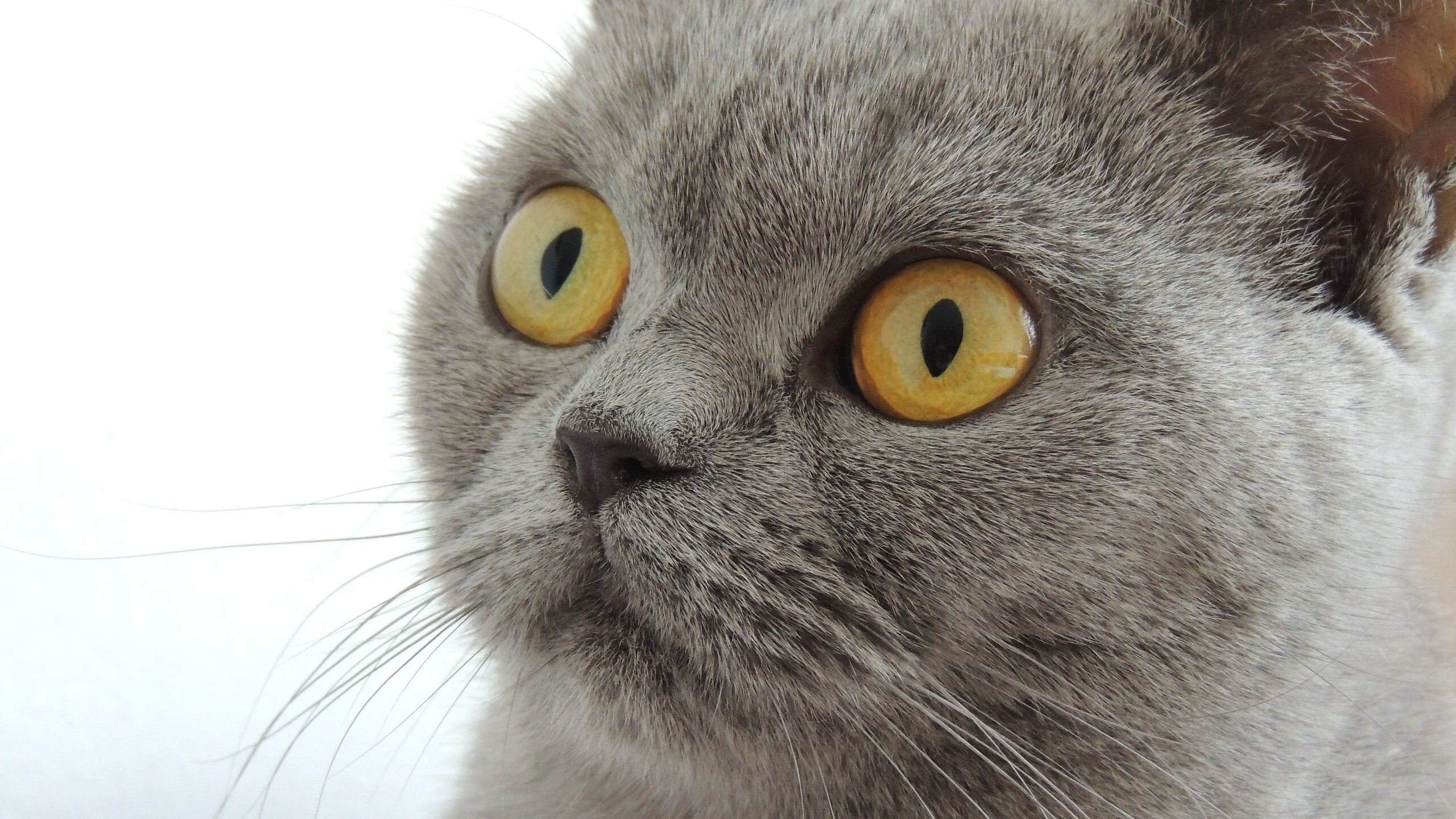 田径世锦赛 中国运动员创佳绩,田径世锦赛记录