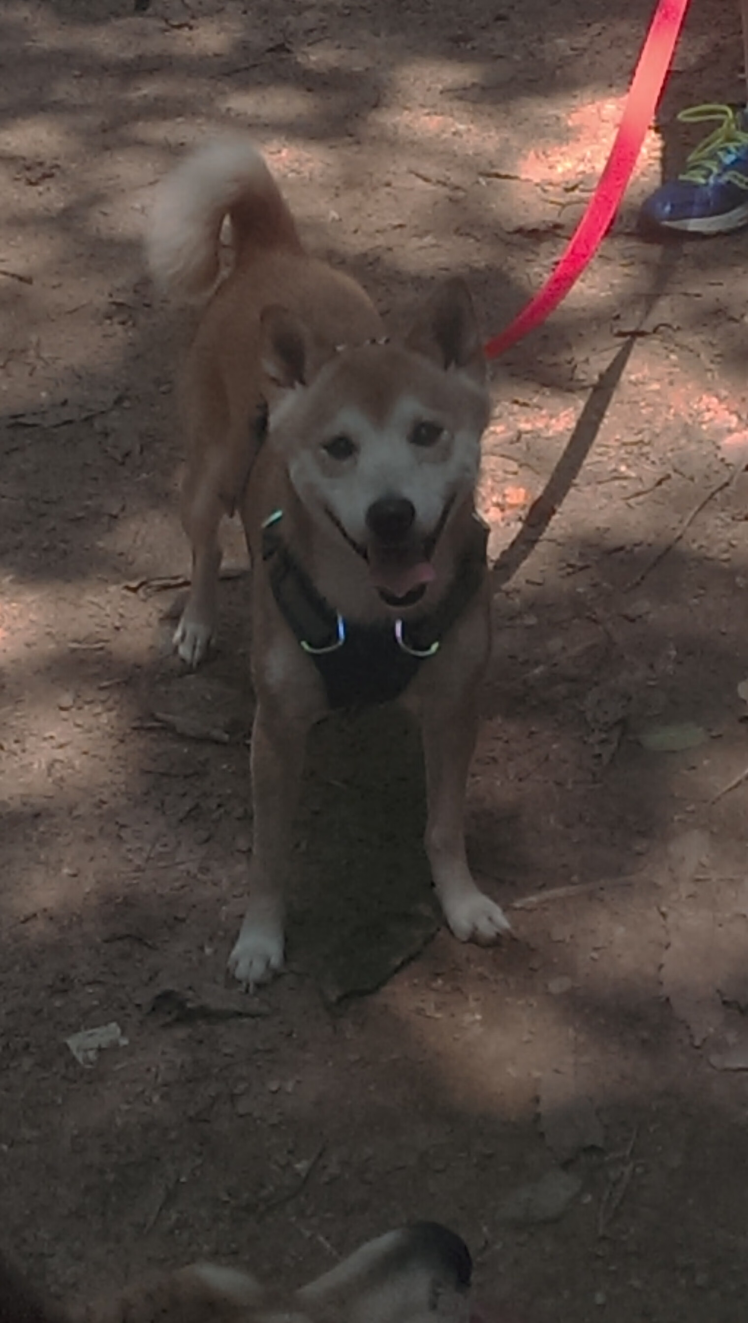 英超终极较量:力争上游,精彩不断,英超专题