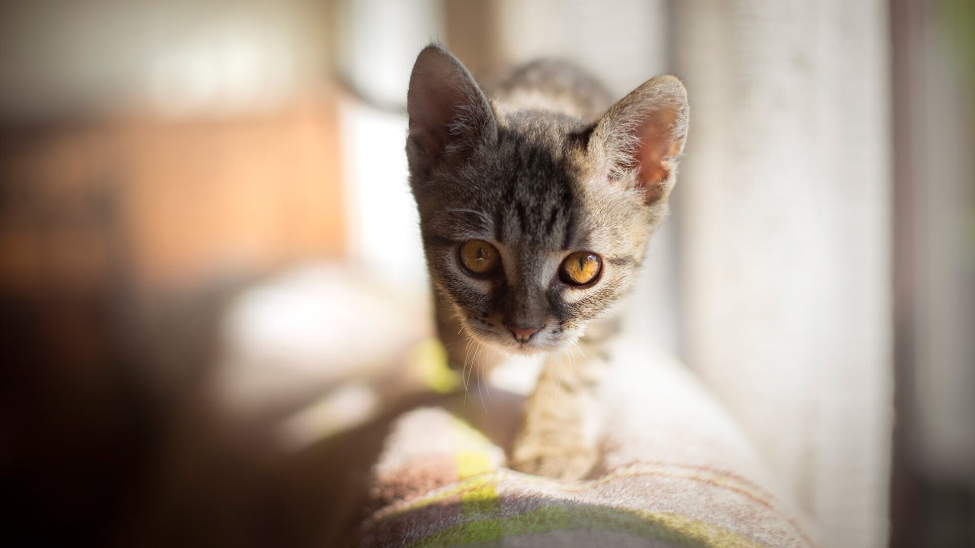 kaiyun开云·官方网站-跳水决赛韩国女将冷静沉着，韩国选手跳水0分