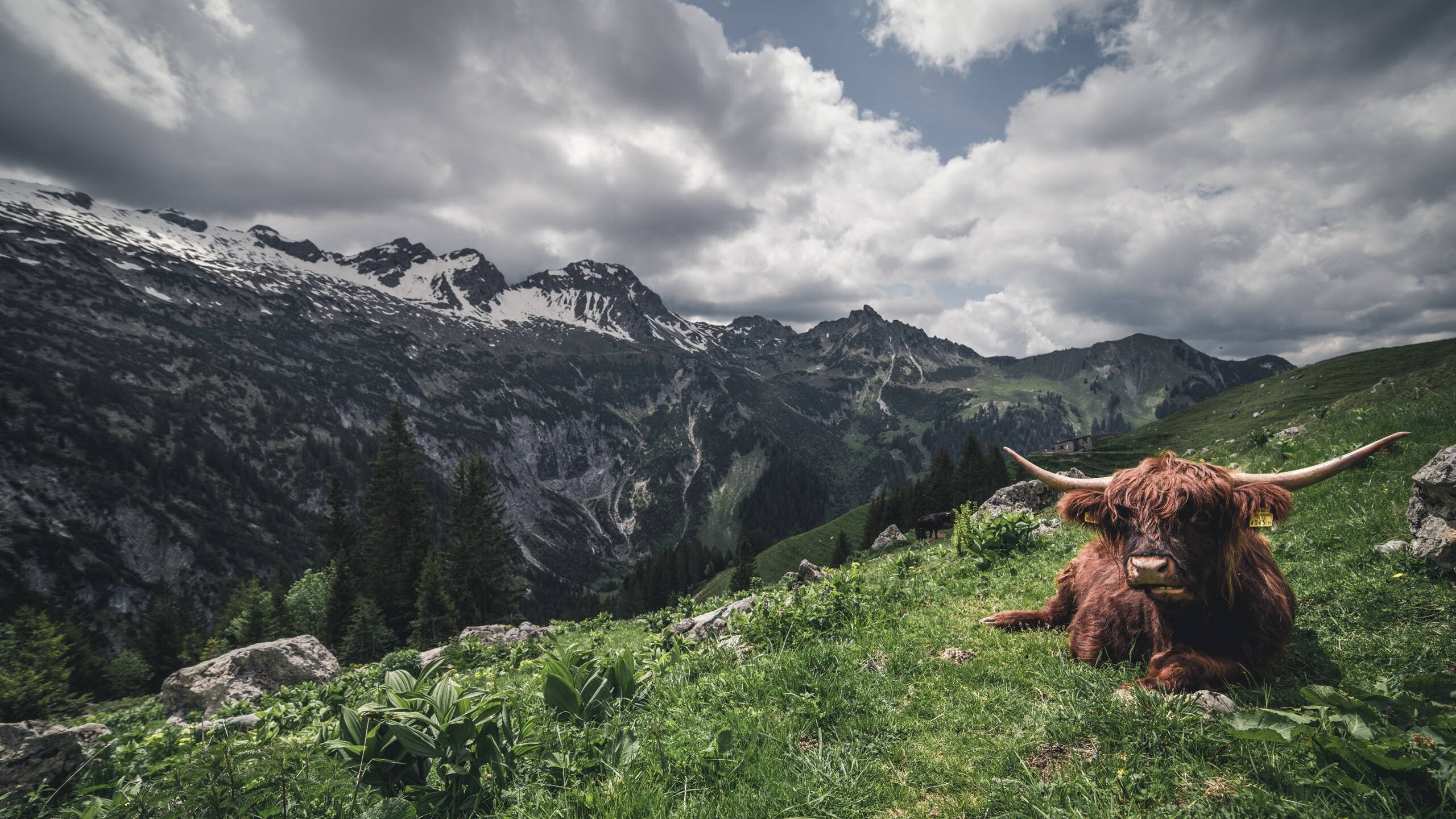 kaiyun网站-里奇·麦考：从全黑队的基石到橄榄球历史的传奇，麦奇里湖